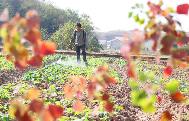 冬季 农业  生产 管护
