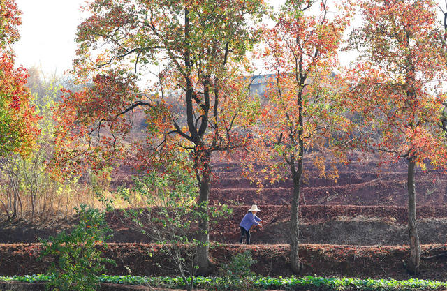 冬季 农业  生产 管护