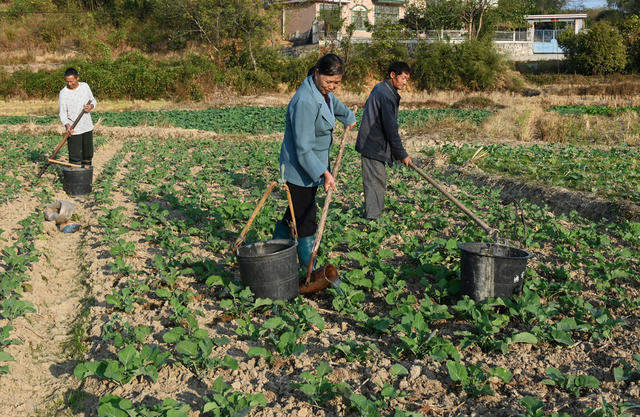 油菜种植
抗旱
田间管理
农业
农村
农作物
冬种