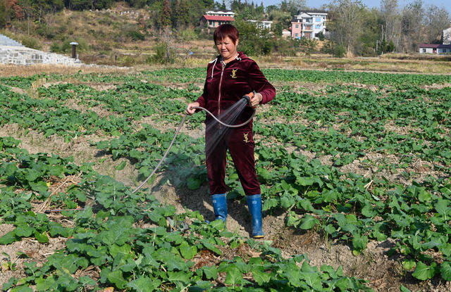 油菜种植
抗旱
田间管理
农业
农村
农作物
冬种