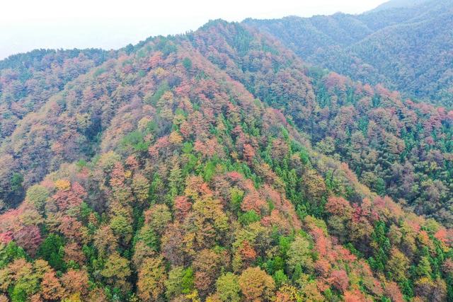 红叶 秋天 深秋 岣嵝峰 衡阳