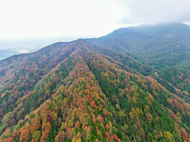 红叶 秋天 深秋 岣嵝峰 衡阳
