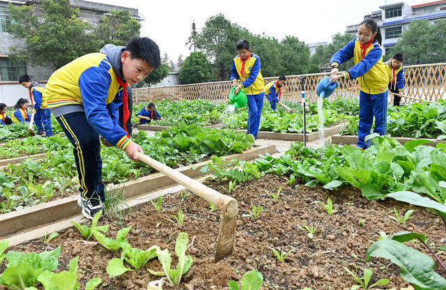 校园农场
农耕文化
教育
学校
学生
劳动实践
劳动基地
农作物
劳动课