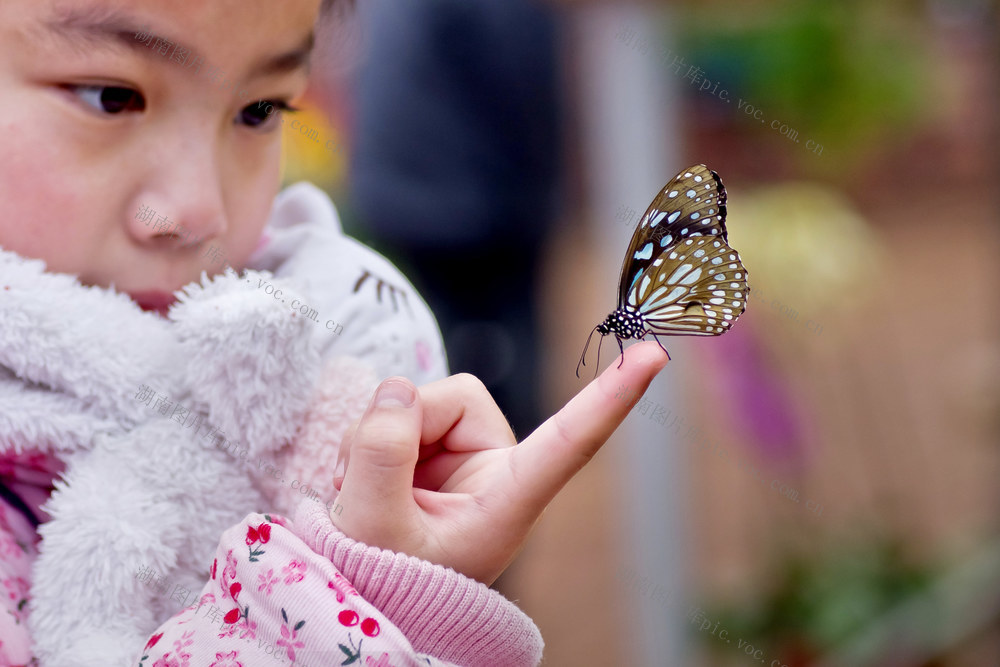 蝴蝶  人蝶相处