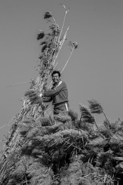 洞庭湖 南洞庭 芦苇 芦苇工 造纸原料 沅江 农民工 