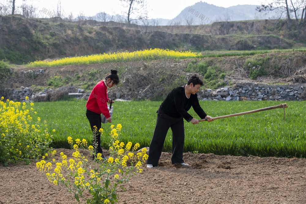 春色，春光，春花，春景，春耕，清明，豇豆，果树，农家女，浅山丘陵