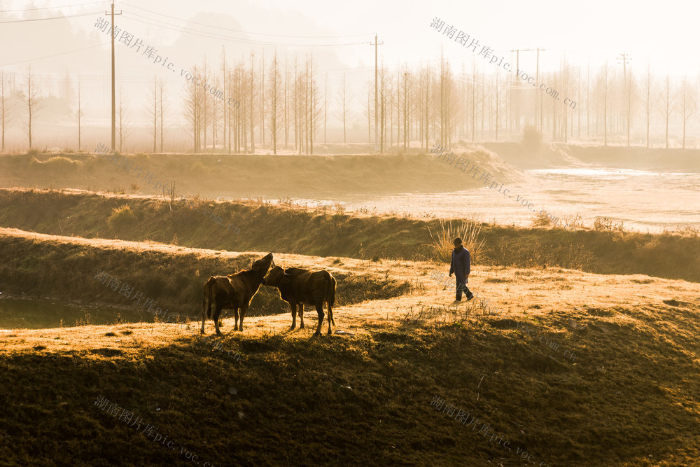 万丰湖  冬天  早晨  阳光