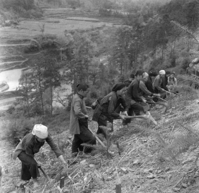 林区 杉木  广木 木材 木料 电线杆