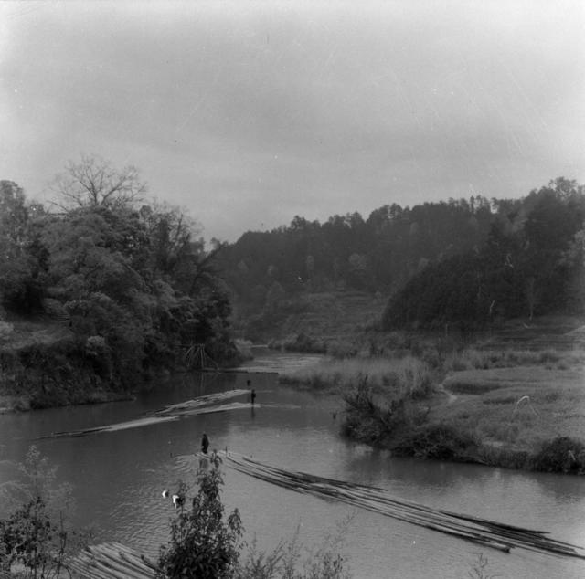 林区 杉木  广木 木材 木料 电线杆