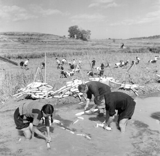 农田 水利 生活 食料