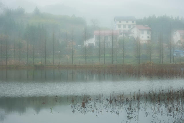 万丰湖  春雨  植物  
