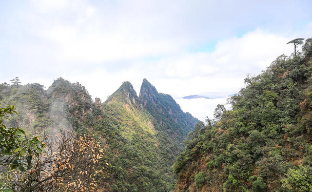 莽山 莽山国家森林公园 奇峰 古松 山水画