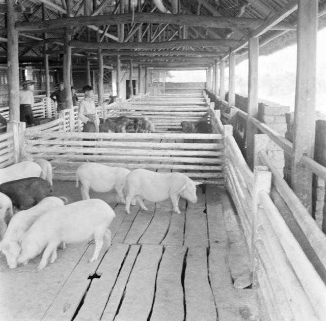 养猪场