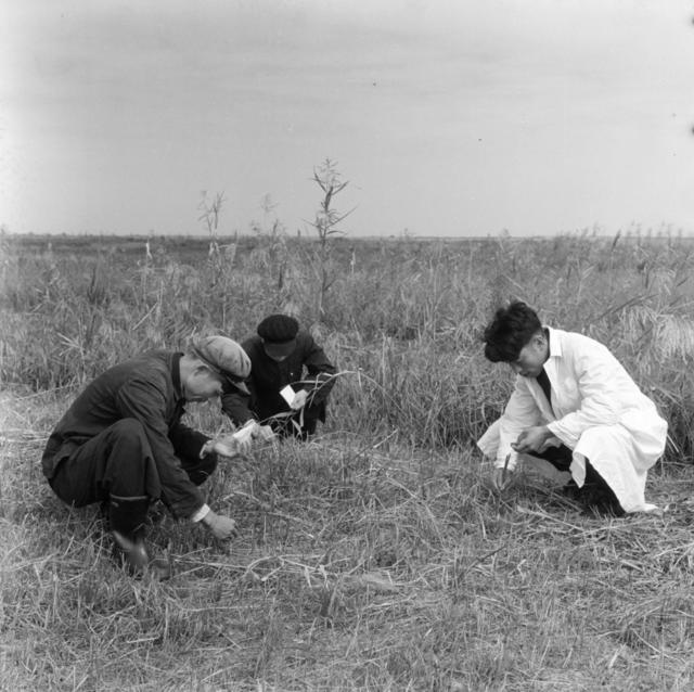 钉螺  血吸虫病