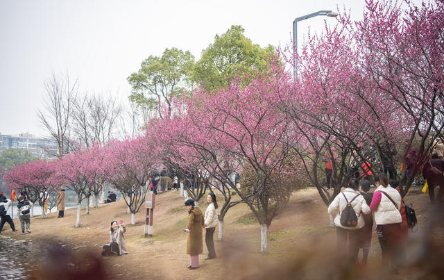 踏春赏花好时节