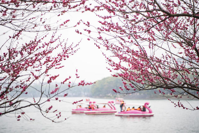 踏春赏花好时节