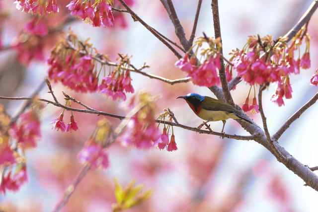 太阳鸟 鸟类 生态 自然 樱花 春天 春季 环境 黄腰太阳鸟 花蜜