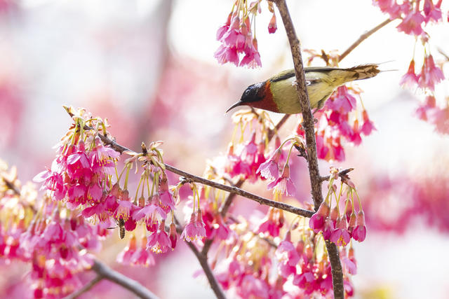 太阳鸟 鸟类 生态 自然 樱花 春天 春季 环境 黄腰太阳鸟 花蜜