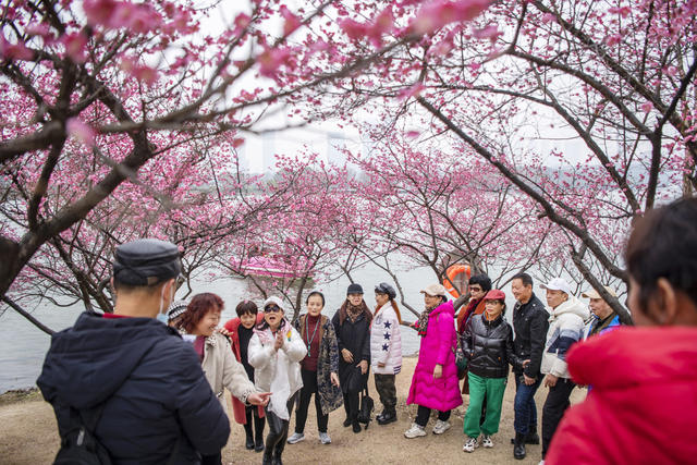 踏春赏花好时节