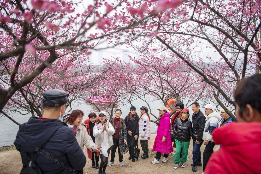 踏春赏花好时节