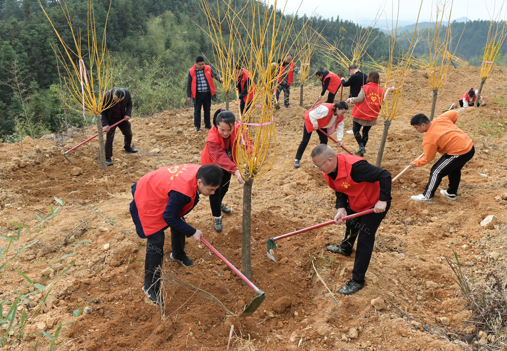植树 志愿者 农村 林业 绿化 义务植树 植树造林  党员 团员