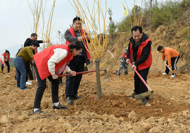植树 志愿者 农村 林业 绿化 义务植树 植树造林  党员 团员