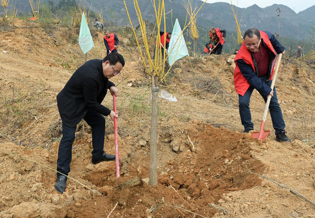 植树 志愿者 农村 林业 绿化 义务植树 植树造林  党员 团员