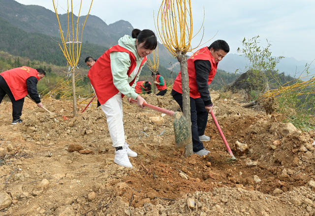 植树 志愿者 农村 林业 绿化 义务植树 植树造林  党员 团员