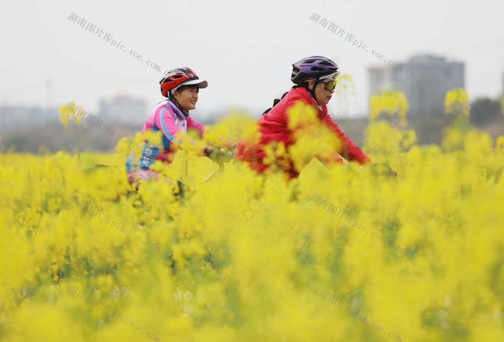 油菜花 骑行
