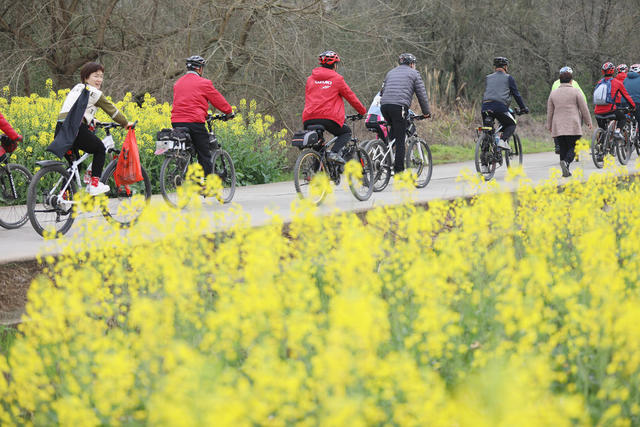 油菜花 骑行