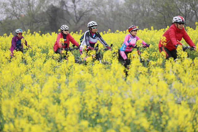 油菜花 骑行
