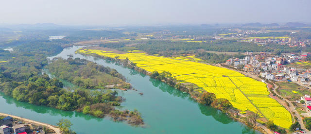 水乡 油菜花 
