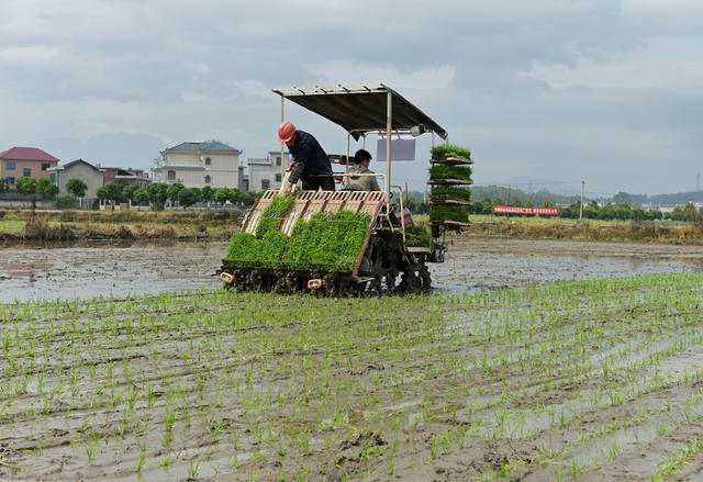 农业 春耕 插秧 农民 机械化作业 抢农时 水稻 种粮