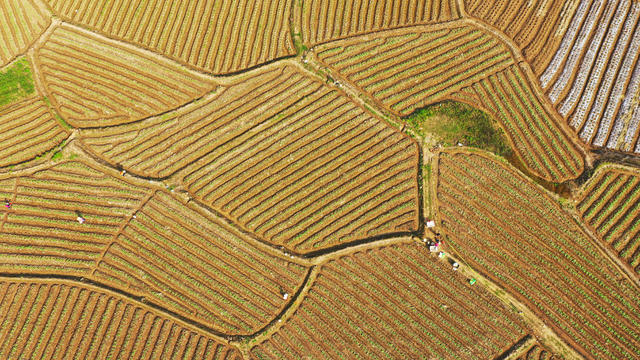 农事  春管  春耕