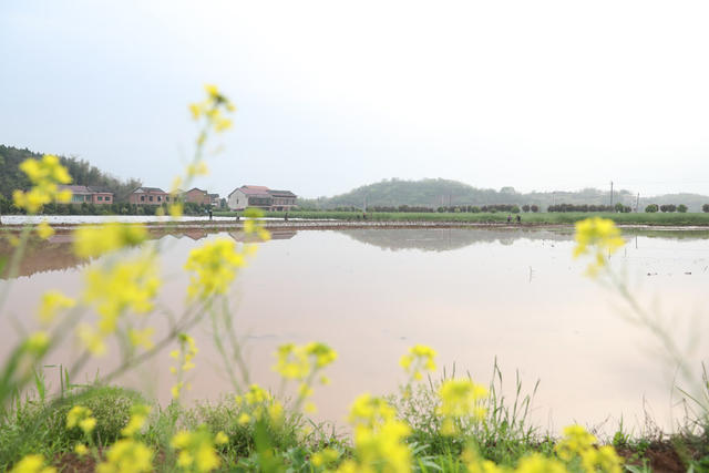 早稻 播种 春耕 播种育秧