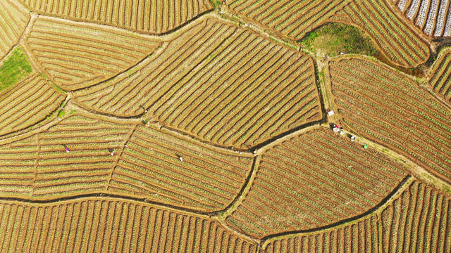 农事  春管  春耕