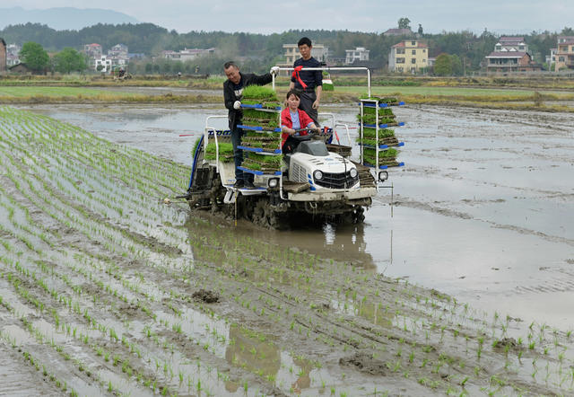 农业 春耕 插秧 农民 机械化作业 抢农时 水稻 种粮