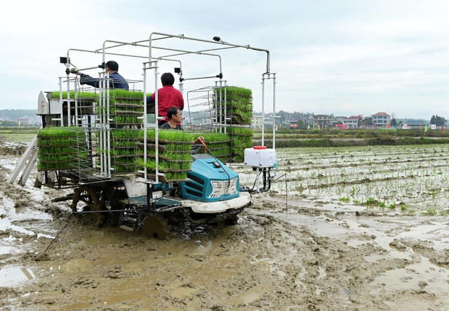 农业 春耕 插秧 农民 机械化作业 抢农时 水稻 种粮