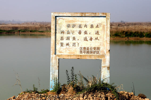 洞庭湖,湿地,防浪堤生态修复,候鸟,西洞庭湖国家城市湿地公园
