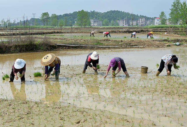 插秧 农业 农村 春耕春插 早稻秧苗 忙农事 农民 粮食生产 水稻 谷雨
