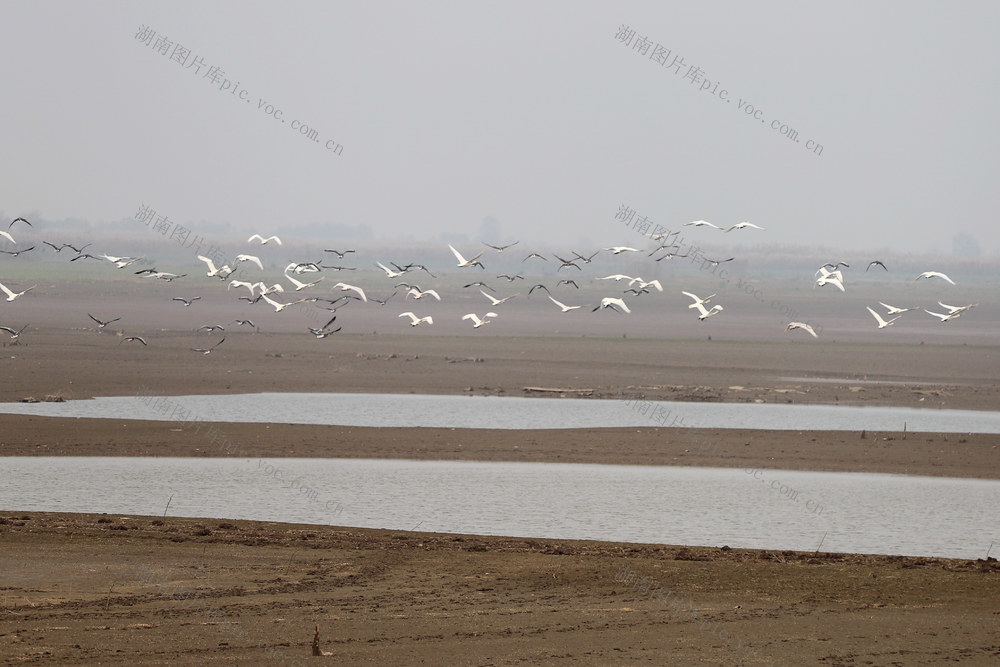 洞庭湖,湿地,防浪堤生态修复,候鸟,西洞庭湖国家城市湿地公园