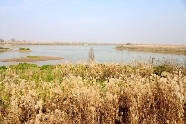 洞庭湖,湿地,防浪堤生态修复,候鸟,西洞庭湖国家城市湿地公园