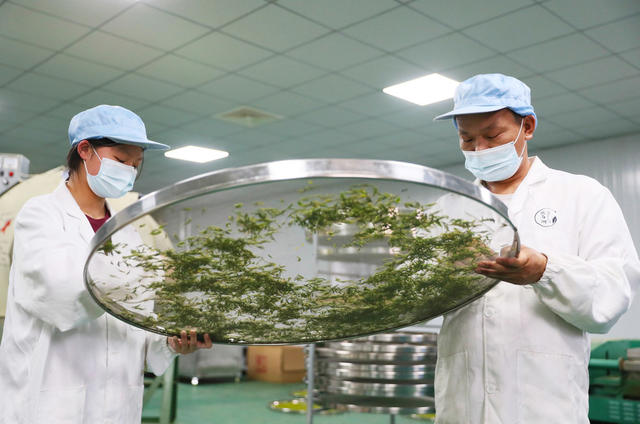 茶叶  春茶  加工  生产