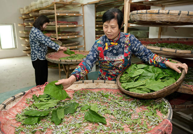 种桑 养蚕 经济 农村 产业增效  农民増收 规模养殖 桑叶  绿色产品 农业