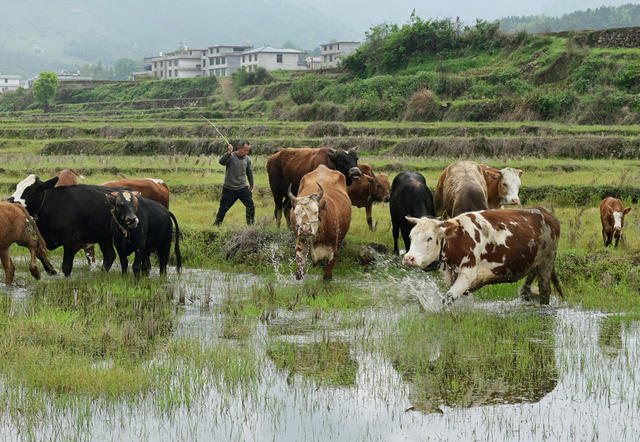 金融服务 养殖产业 农村 农民 小额信贷  牛   银行 合作社 农业 畜牧