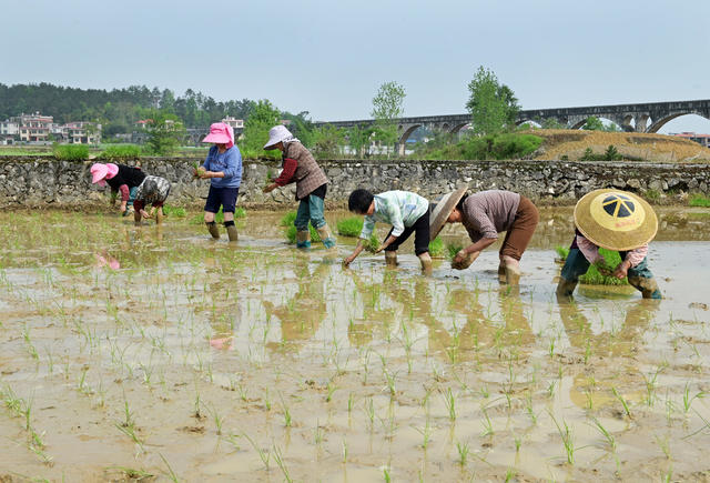插秧 农业 农村 春耕春插 早稻秧苗 忙农事 农民 粮食生产 水稻 谷雨