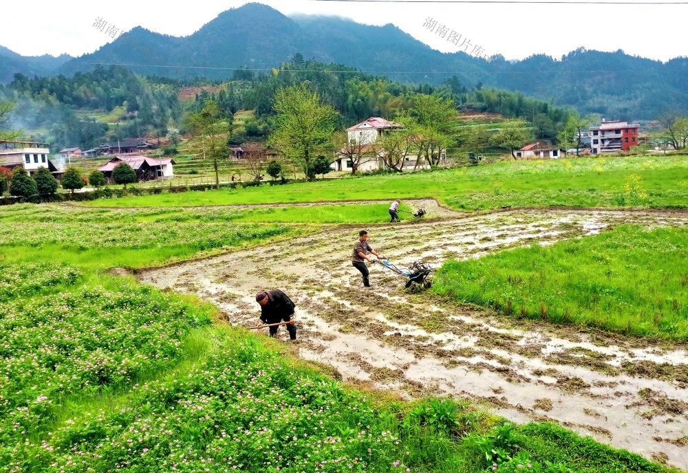 秧田 翻耕 景象