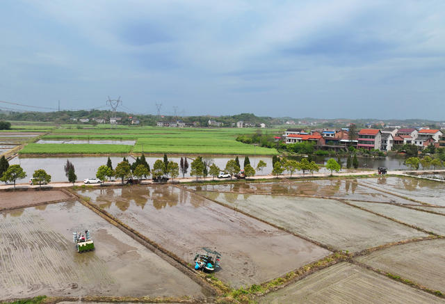 早稻 育秧 插秧 春耕生产