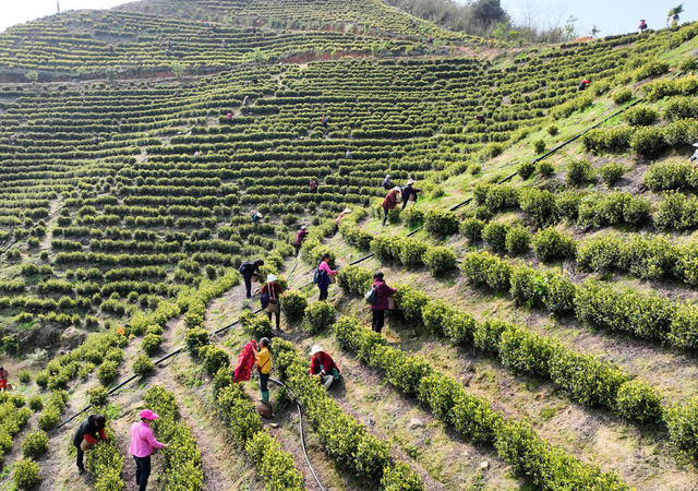 明前茶 采摘 加工