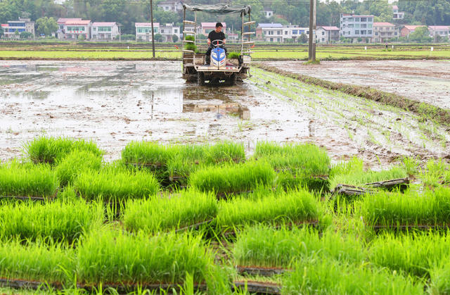 谷雨 农事 插秧 春耕